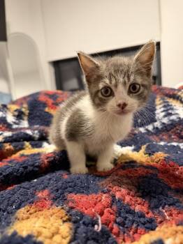 Pepe -  Domestic Short Hair Cat for Adoption in Bayonne, New Jersey - Pepe | PetCurious