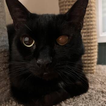 Wade -  Domestic Short Hair Cat Available for Adoption in Reno, Nevada - Wade | PetCurious