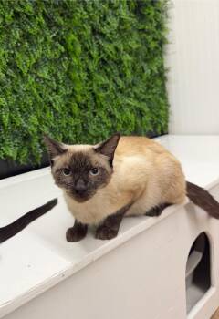 Fawna -  Siamese Cat for Adoption in Wayland, Michigan - Fawna | PetCurious