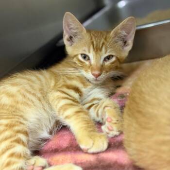 Curly -  Domestic Short Hair Cat for Adoption in Fort Smith, Arkansas - Curly | PetCurious