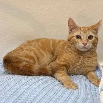 Kimmie Clementine -  Tabby and Domestic Short Hair Cat for Adoption in Friendswood, Texas - Kimmie Clementine | PetCurious