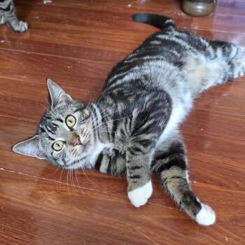 Rogue -  Domestic Short Hair Cat for Adoption in Woodbury, New Jersey - Rogue | PetCurious