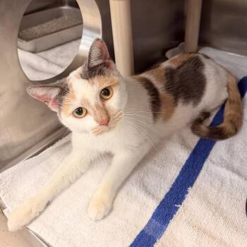 Domestic Short Hair Cats Available for Adoption in Indianapolis, Indiana - Persephone | PetCurious