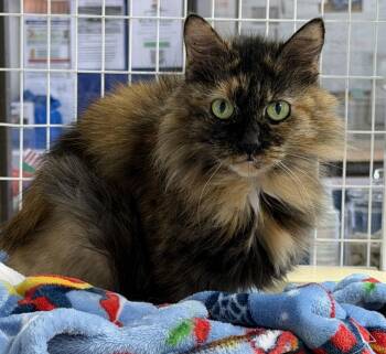 Domestic Long Hair Cats Available for Adoption - Cece | PetCurious