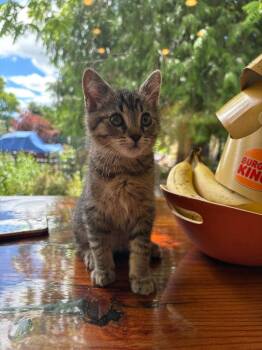 26-11 Lola -  Domestic Short Hair Cat for Adoption in St. Helens, Oregon - 26-11 Lola | PetCurious