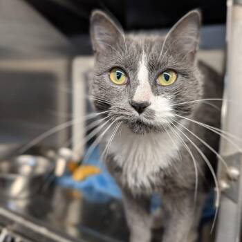 Domestic Short Hair Cats Available for Adoption - Duncan | PetCurious