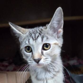 Libby -  Domestic Short Hair Cat for Adoption in Madisonville, Kentucky - Libby | PetCurious