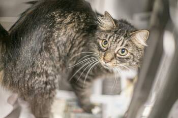 A1269267 -  Domestic Long Hair Cat for Adoption in Charlotte, North Carolina - A1269267 | PetCurious