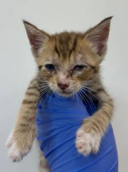Konik -  Domestic Short Hair Cat for Adoption in Hartsville, South Carolina - Konik | PetCurious