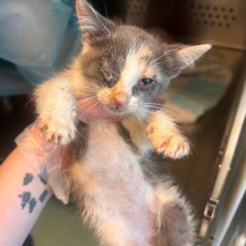 Fortuna Fortune Teller -  Domestic Short Hair Cat for Adoption in Norman, Oklahoma - Fortuna Fortune Teller | PetCurious