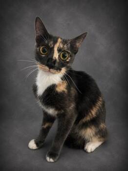SHOTA -  Domestic Short Hair Cat for Adoption in Winter Haven, Florida - SHOTA | PetCurious