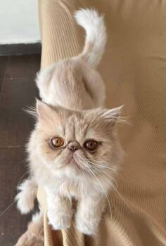 Rescue Persian Cats for Adoption in Woodmere, New York - Kurt | PetCurious