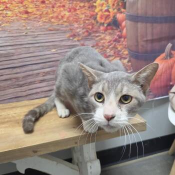 Luke -  Domestic Short Hair Cat for Adoption in Normal, Illinois - Luke | PetCurious