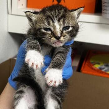 71989 -  Domestic Short Hair Cat for Adoption in Harrisonburg, Virginia - 71989 | PetCurious