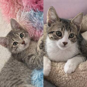Joyce / Minnie -  Domestic Short Hair Cat for Adoption in Minneapolis, Minnesota - Joyce / Minnie | PetCurious