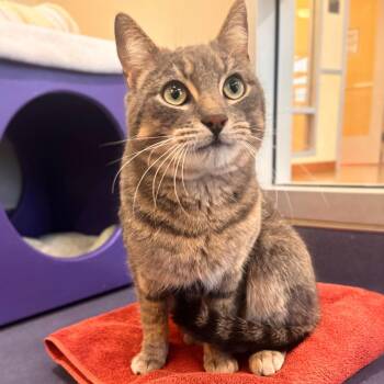 Domestic Short Hair Cats Available for Adoption - Manhattan | PetCurious