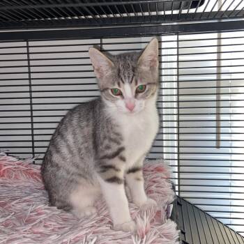 Rescue Domestic Short Hair Cats for Adoption in Springfield, Ohio - Nugget | PetCurious