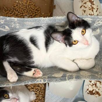 Sanji -  Domestic Short Hair Cat for Adoption in Westminster, California - Sanji | PetCurious
