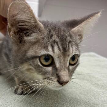 Blue Jay -  Domestic Short Hair Cat for Adoption in Corpus Christi, Texas - Blue Jay | PetCurious