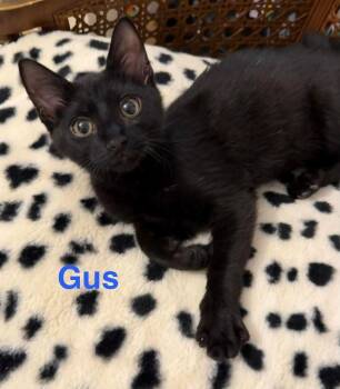 Domestic Short Hair Cats Available for Adoption - Gus Geo B. (blue Stripe Collar) | PetCurious