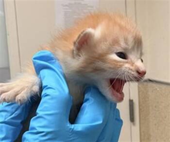 Domestic Short Hair Cats Available for Adoption in Riverside, California - ZORRO | PetCurious