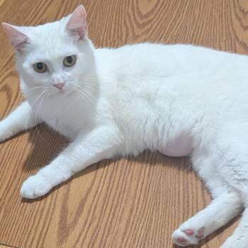 Sugar -  Domestic Short Hair Cat for Adoption in Carmel, Indiana - Sugar | PetCurious