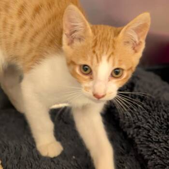 Jolteon -  Domestic Short Hair Cat for Adoption in Sonoma, California - Jolteon | PetCurious