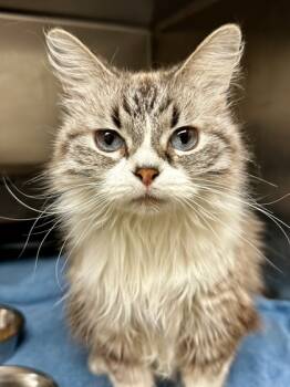 Rescue Domestic Long Hair Cats for Adoption in Wichita, Kansas - Sassy | PetCurious
