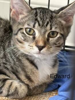 Edward -  Domestic Short Hair Cat for Adoption in Highland Beach, Maryland - Edward | PetCurious