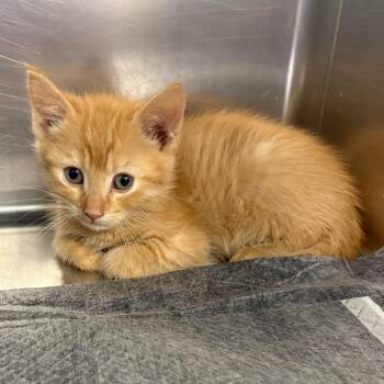 Waylon -  Domestic Short Hair Cat for Adoption in Greensboro, North Carolina - Waylon | PetCurious