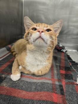 POPCORN -  Domestic Short Hair Cat for Adoption in Hagerstown, Maryland - POPCORN | PetCurious