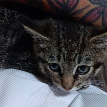 Phil -  Domestic Short Hair and Tabby Cat for Adoption in Grand Rapids, Michigan - Phil | PetCurious