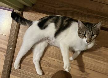 Rescue Domestic Short Hair Cats for Adoption - Smokey | PetCurious