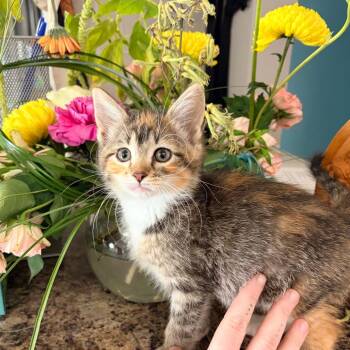 Domestic Short Hair Cats Available for Adoption in Belleville, Illinois - Robyn | PetCurious