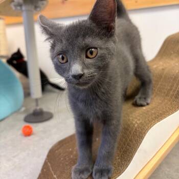Baby Ruth -  Domestic Short Hair Cat for Adoption in Morristown, Vermont - Baby Ruth | PetCurious