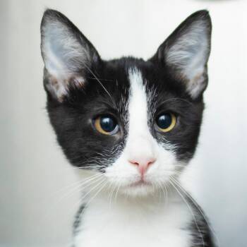 Figaro -  Domestic Short Hair Cat for Adoption in Middletown, Rhode Island - Figaro | PetCurious
