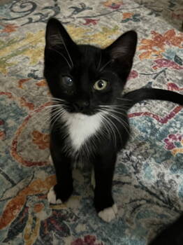 Rescue Domestic Short Hair Cats for Adoption in Rowlett, Texas - Boots | PetCurious