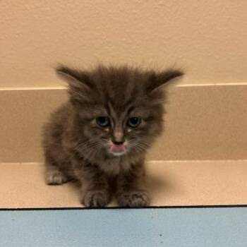 Jalepeno (Hallie) -  Domestic Long Hair Cat for Adoption in Oklahoma City, Oklahoma - Jalepeno (Hallie) | PetCurious