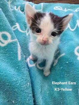 Elephant Ears -  Domestic Medium Hair Cat for Adoption in Fort Collins, Colorado - Elephant Ears | PetCurious