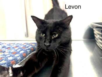 Levon -  Domestic Short Hair Cat for Adoption in St. George, Utah - Levon | PetCurious