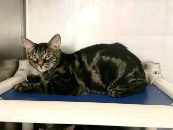 Timber -  Domestic Short Hair Cat for Adoption in Wantagh, New York - Timber | PetCurious