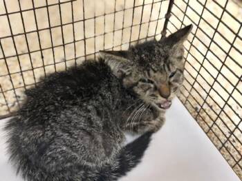 KENDAL -  Domestic Short Hair Cat for Adoption in Doral, Florida - KENDAL | PetCurious