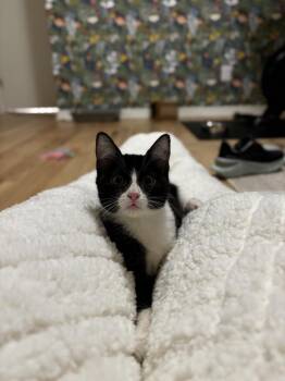 ARISTA -  Domestic Short Hair Cat for Adoption in Broomfield, Colorado - ARISTA | PetCurious