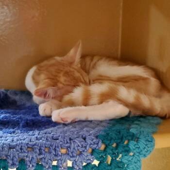 Dewey -  Domestic Short Hair Cat for Adoption in Hemet, California - Dewey | PetCurious