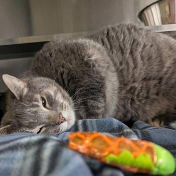 Domestic Short Hair Cats Available for Adoption - Flash | PetCurious