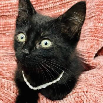 Billie Jean -  Domestic Medium Hair Cat for Adoption in Bedford, New Hampshire - Billie Jean | PetCurious