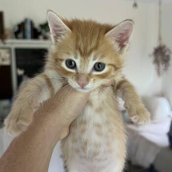 Minneola -  Domestic Short Hair Cat Available for Adoption in Jupiter, Florida - Minneola | PetCurious