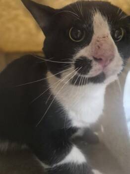 Nf 22d -  Domestic Short Hair Cat for Adoption in Lawrenceville, Georgia - Nf 22d | PetCurious