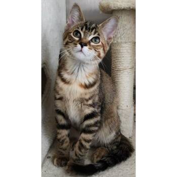 Shingle -  Domestic Short Hair Cat for Adoption in Stoughton, Wisconsin - Shingle | PetCurious