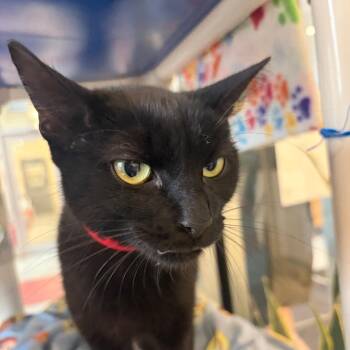Reba -  Domestic Short Hair Cat for Adoption in Chicago, Illinois - Reba | PetCurious
